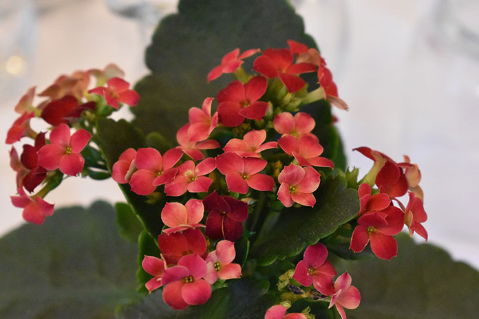 Wyznaczniki sadzonek dobrej jakości