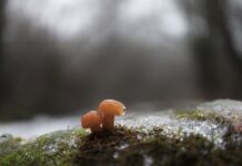 Co to jest cholewka buta? Co to jest cholewka buta?