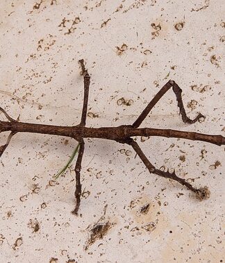 Czy tytanowe kolczyki są dobre? Czy tytanowe kolczyki są dobre?