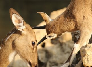 Jak zamaskować otarcia na czarnych butach?