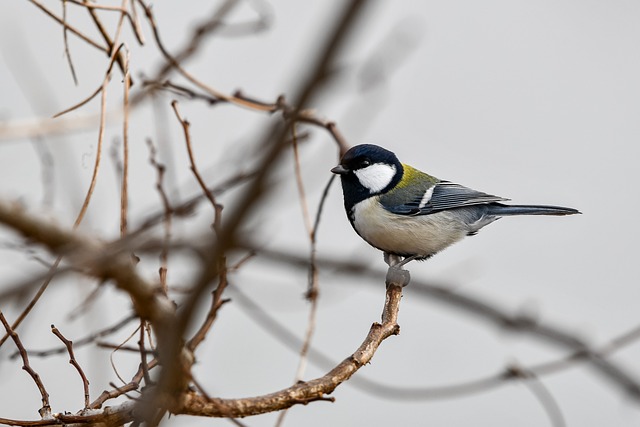 Po co mężczyznom sutki? Po co mężczyznom sutki?