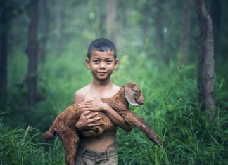 Czy koza musi być Zakolczykowana?