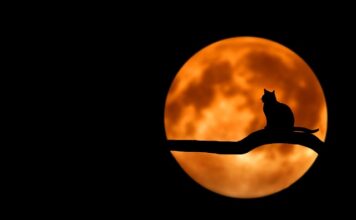 Jak ma na imię kot z Alicji w Krainie Czarów?