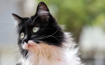 Jaki nosi kapelusz Zorro?