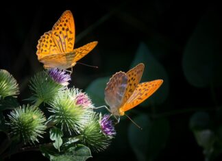 Jak zrobić masę plastyczna dla dzieci? Jak zrobić masę plastyczna dla dzieci?