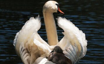 Czy 7 latek musi jeździć w foteliku?