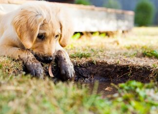 Czy ser himalajski jest dla szczeniaka?