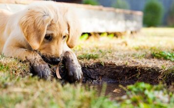 Czy ser himalajski jest dla szczeniaka?