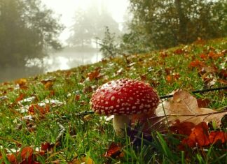 Czy człowiek grzybem jest aby do jednego miejsca przyrastał?