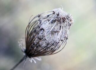 Co można zrobić z bibuły gładkiej?